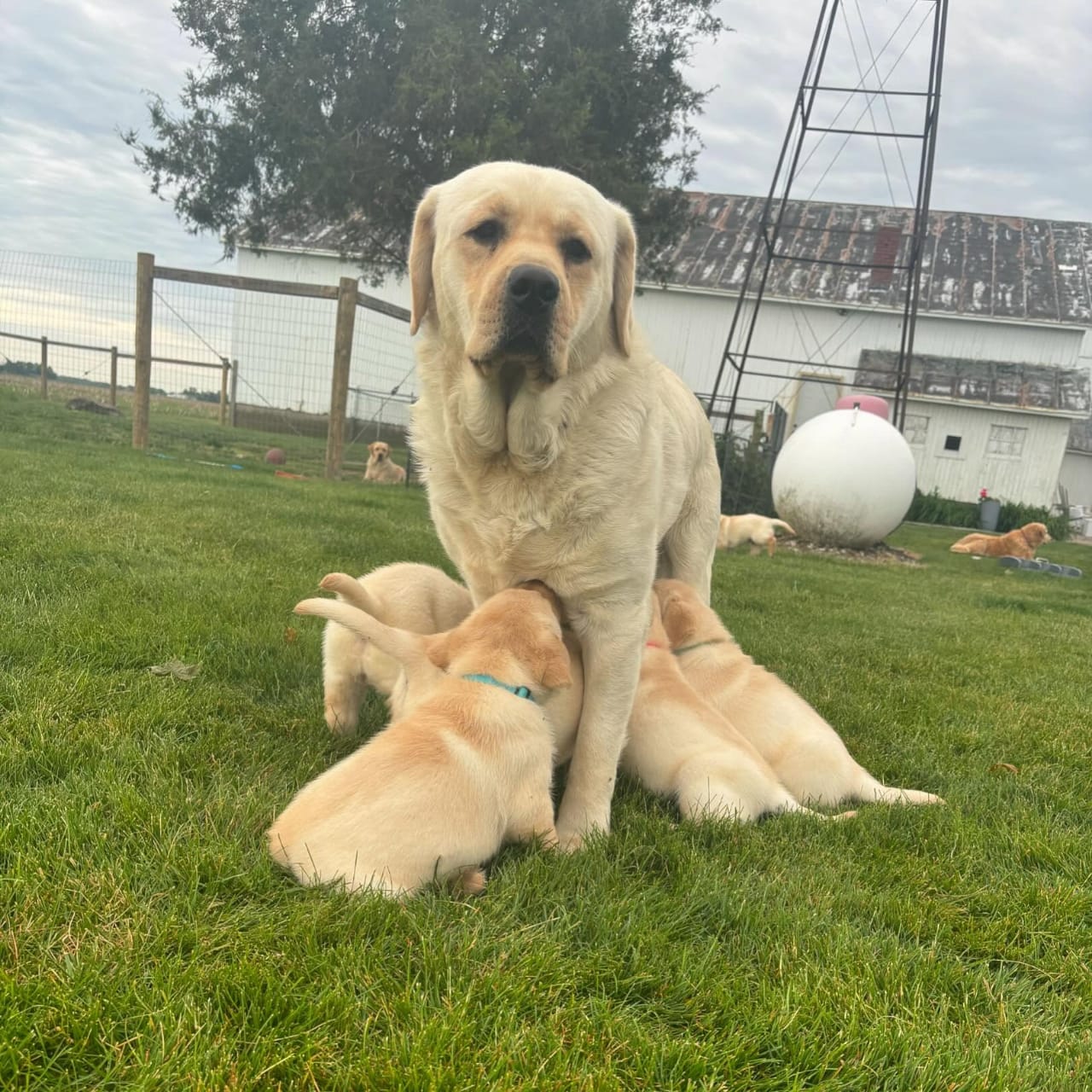 Alpine Grove Labradors | Premium Labrador Retrievers
