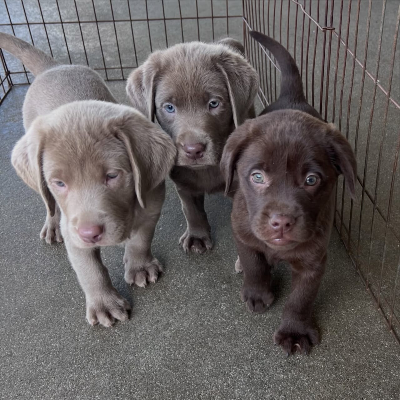 Alebra Dogs Alpine Grove Labradors | Premium Labrador Retrievers